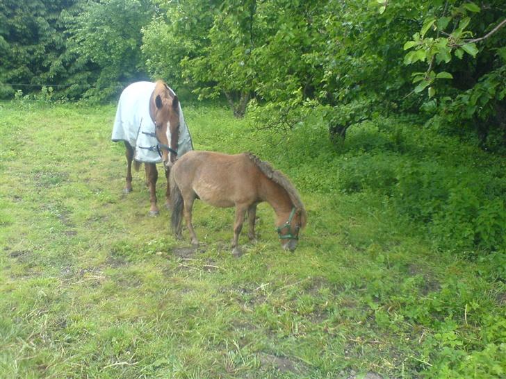 Shetlænder Mikkel billede 2