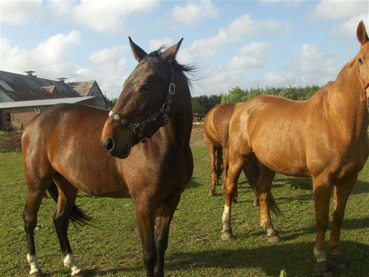 Traver Mille<3 solgt - mille og wolfgang :] billede 8