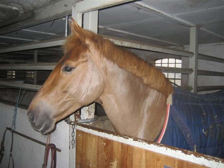 New Forest Bøgely's Rosa - Min smukke pony i stalden :)<3 billede 1