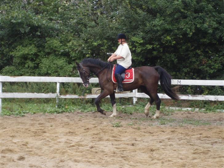 Hannoveraner Ferrari <3 SOLGT - under tilridning <´3 billede 11