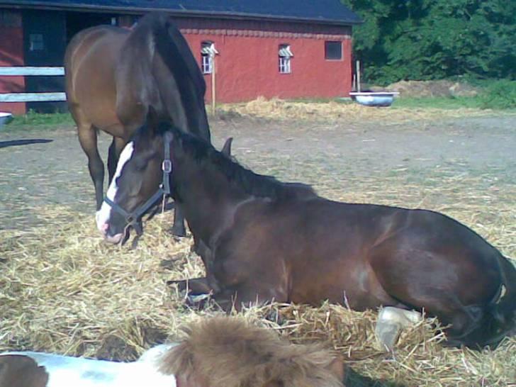 Hannoveraner Ferrari <3 SOLGT - SMUKKE<3 slapper af<3 billede 12