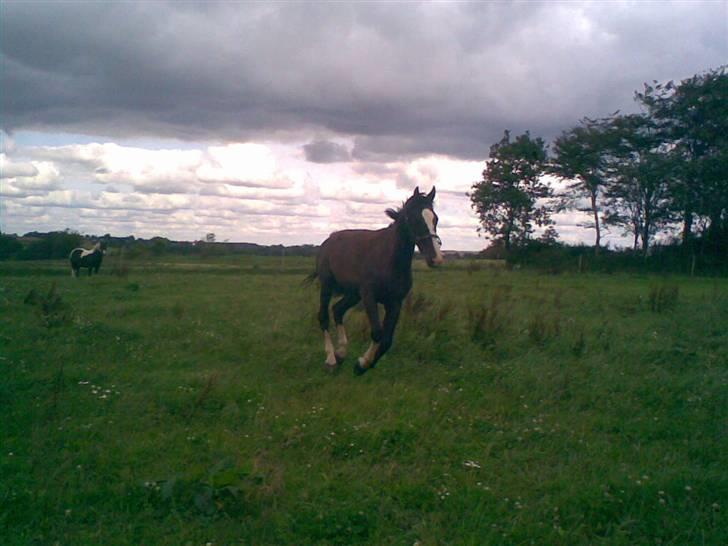 Hannoveraner Ferrari <3 SOLGT - Han kan da noget! billede 13