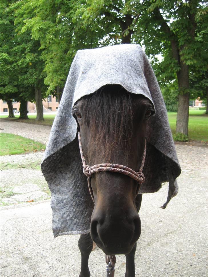 Traver Nikos <3 - Træning med et tæppe :D Han tog det ganske pænt ;) billede 20