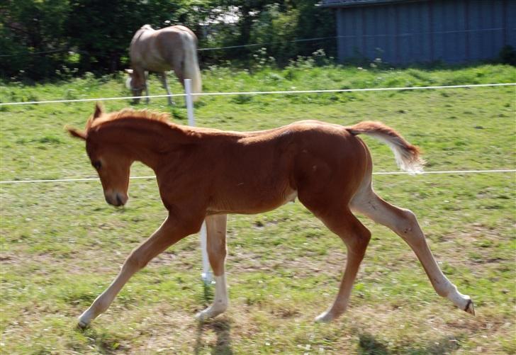 Dansk Varmblod Elbækgaards Favour *Solgt* - Her er han ca. 3 uger. Han har en super galop.. :-) billede 13