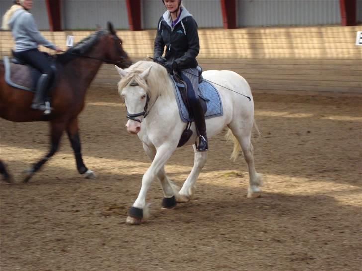 Welsh Cob (sec D) Funny - Nyt .. fredags træning.  billede 12