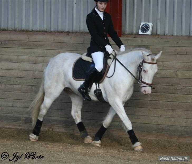 Welsh Cob (sec D) Funny - Camilla og Funny til stævne. billede 13
