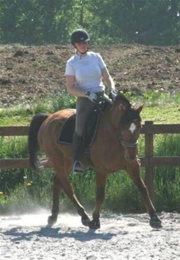 Tysk Sportspony Bonjour Boyard  - Dressur 2008.. billede 9