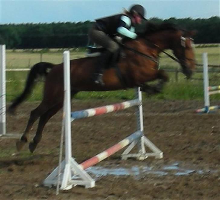 Tysk Sportspony Bonjour Boyard  - Mig og Bonne springer over 1 meter:D billede 11