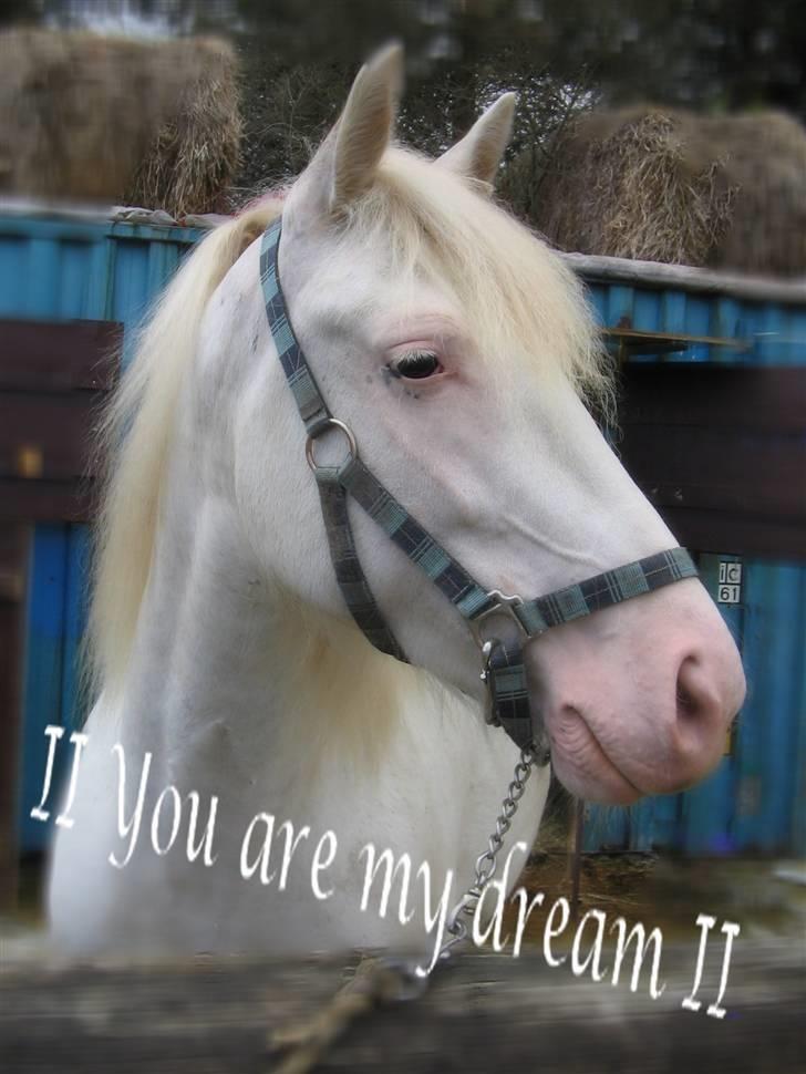 Welsh Cob (sec D) Funny - Fotogen har du også :i  billede 14