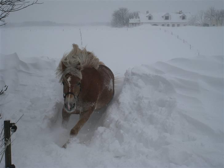 Haflinger Lamara - En haflinger i sit rette element..! Snestorm januar 2010.. billede 13