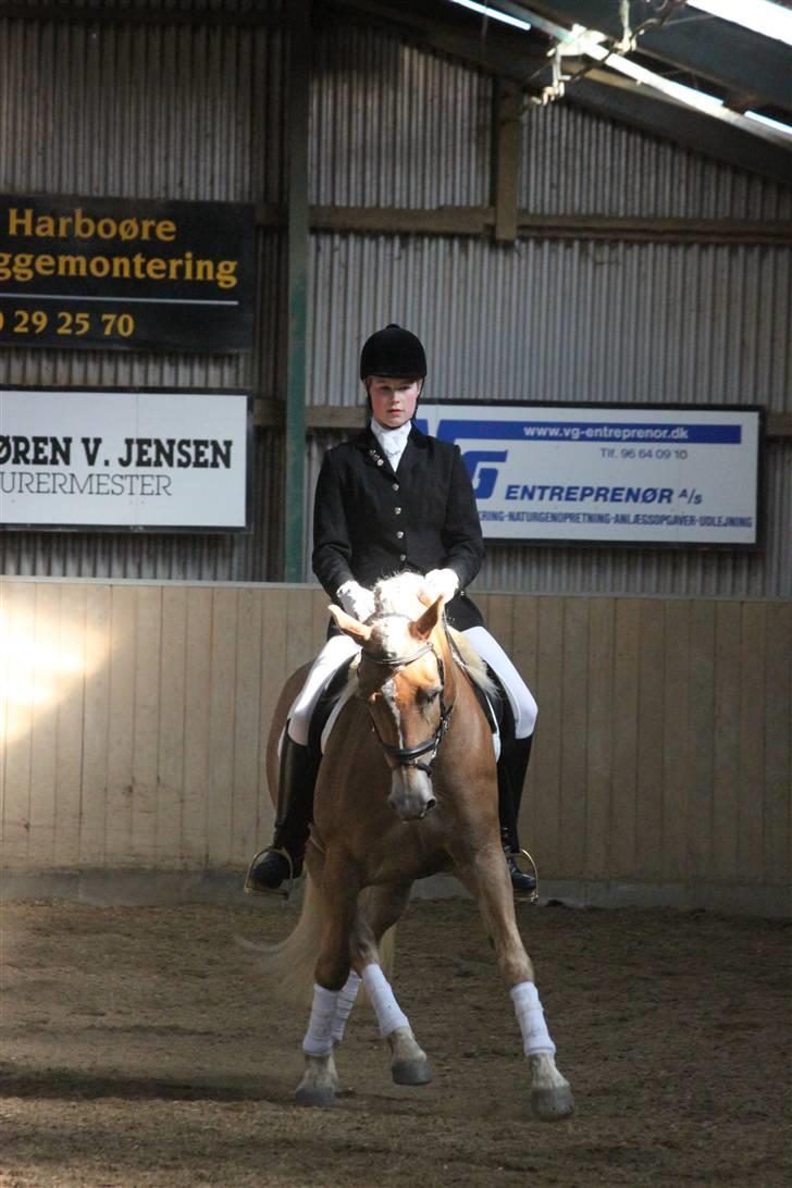 Haflinger Lamara - LA1 D-stævne i ROM.. 18/4-10 billede 14