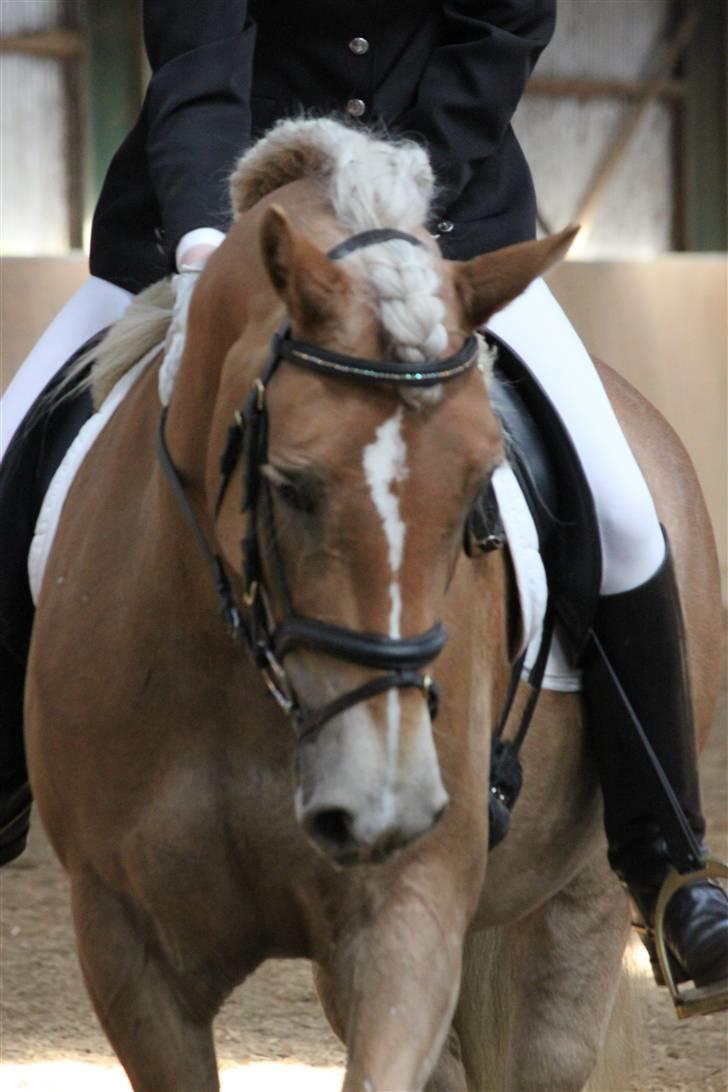 Haflinger Lamara - Stævne i ROM.. 18/4-10 billede 15