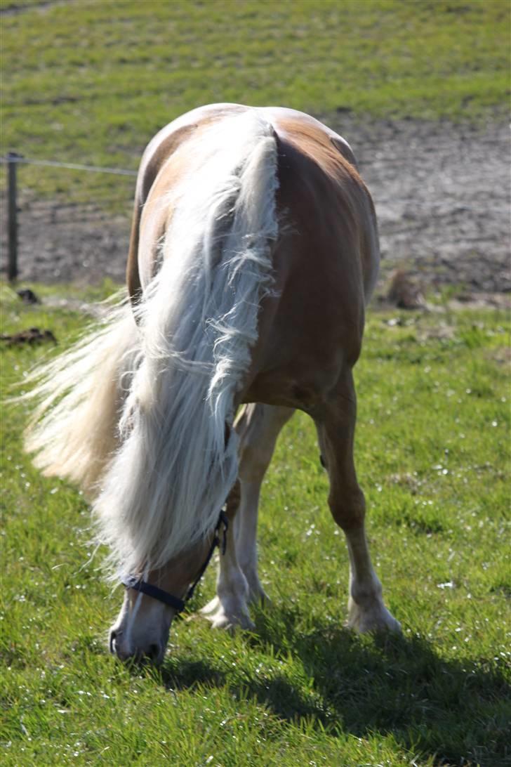 Haflinger Lamara - På græs efter stævne.. 18/4-10 billede 17