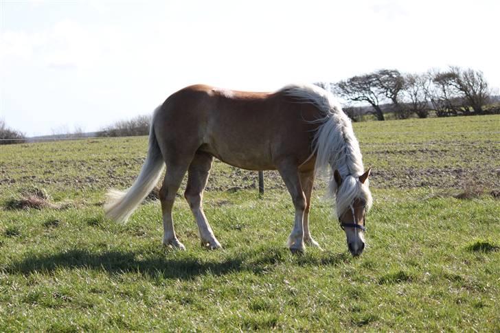 Haflinger Lamara - 18/4-10 billede 18