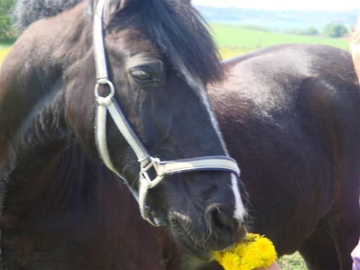 Welsh Cob (sec D) jet jewel "jj" *solgt* - velkommen til jet jewel s profil håber i smider en kommentarer billede 1