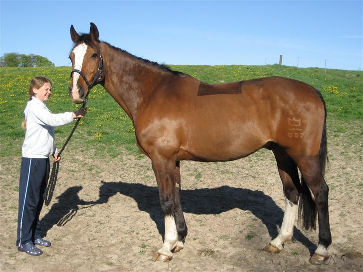 Dansk Varmblod Fabian 007 R.I.P - på vej til stvæne og jeg skal ride en LC 2 på ham billede 6