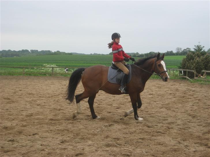 Dansk Varmblod Fabian 007 R.I.P - rider på ham!!!!! billede 7