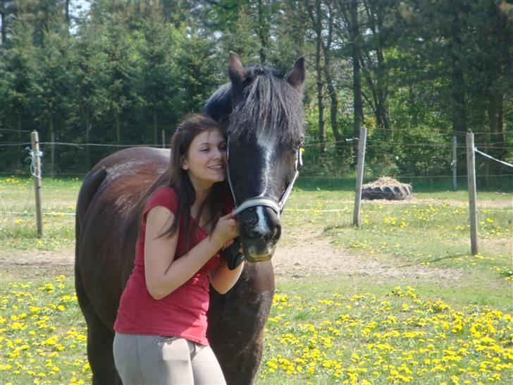 Welsh Cob (sec D) jet jewel "jj" *solgt* - kærlighed ved første vrinsk  billede 2