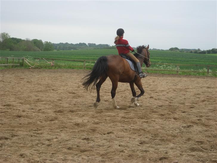 Dansk Varmblod Fabian 007 R.I.P billede 8