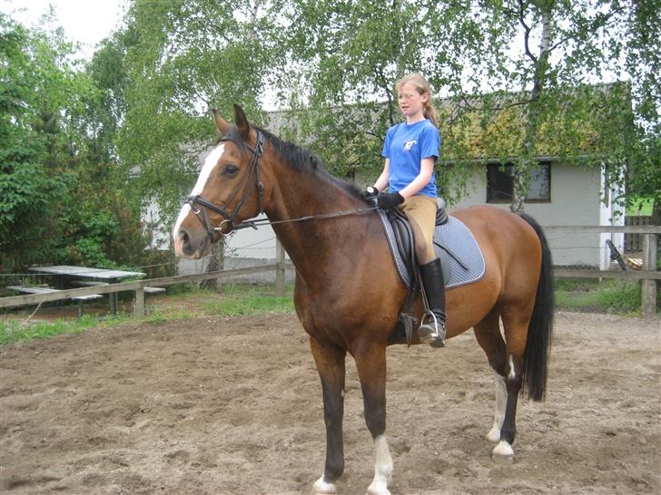 Dansk Varmblod Fabian 007 R.I.P - han er sååå lækker billede 9