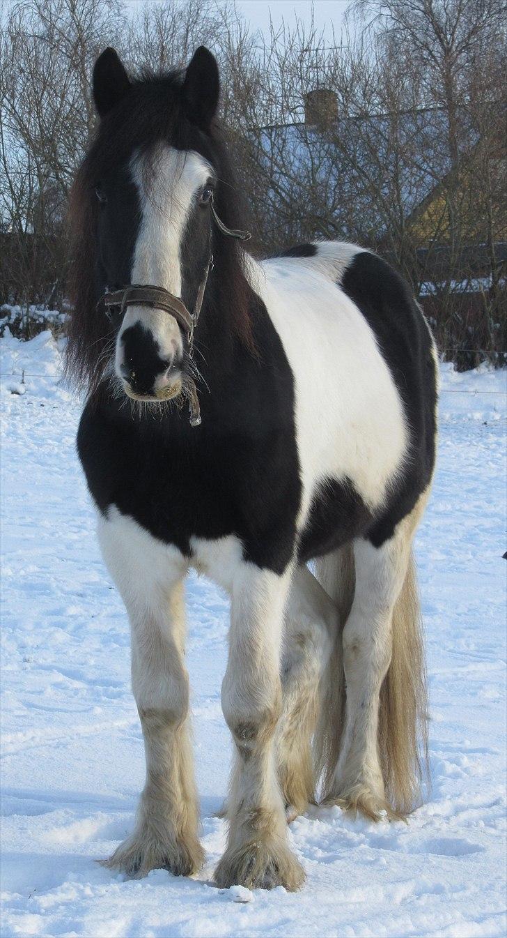Irish Cob <3 Kaipo <3  - # 12. Smukke Kaipo. Taget den 3 december 2010 billede 11
