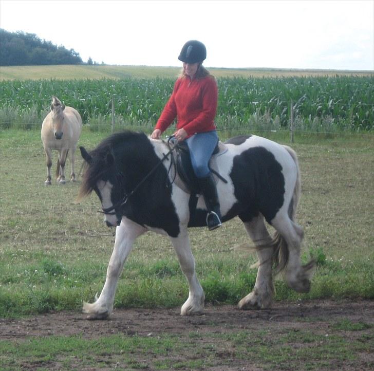 Irish Cob <3 Kaipo <3  - # 14.  Første gang jeg rider Kaipo :D Hans 7 gang med rytter :D Taget den 25 juli 2010 billede 14