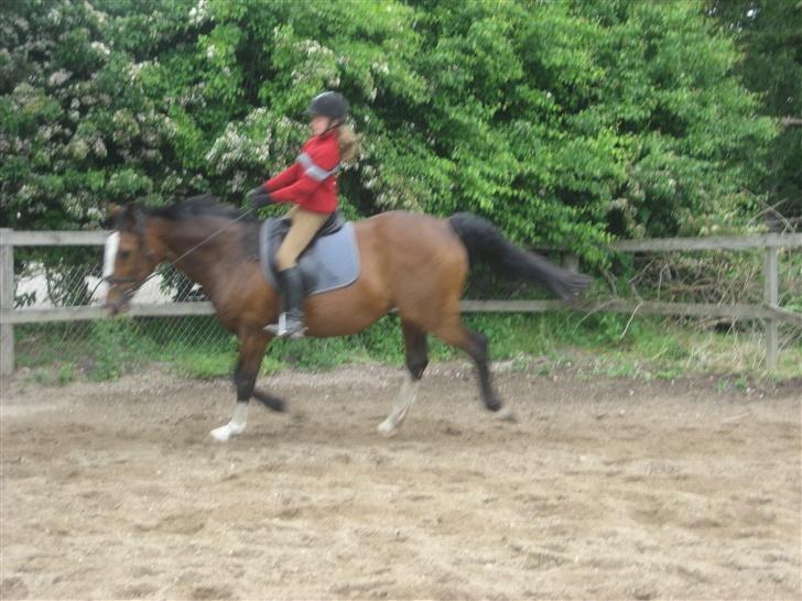 Dansk Varmblod Fabian 007 R.I.P billede 10