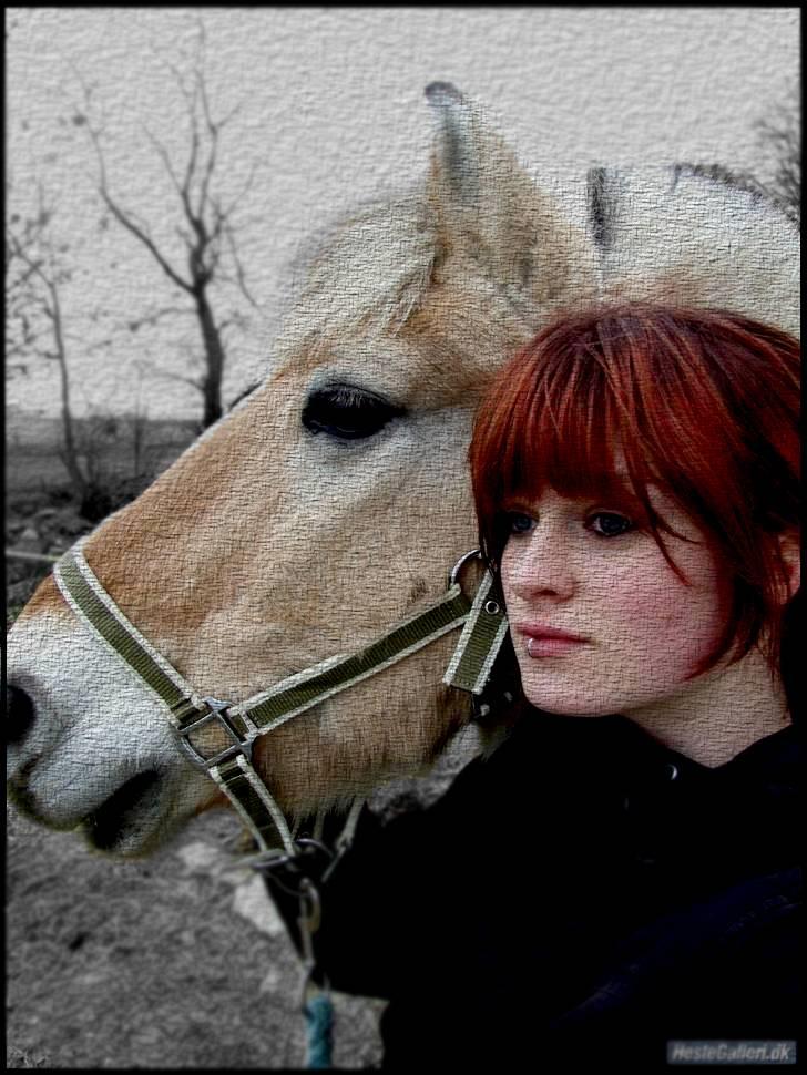 Fjordhest Bjarke Sax - d. 28/1-09 Foto: MF/mig selv. :p billede 7