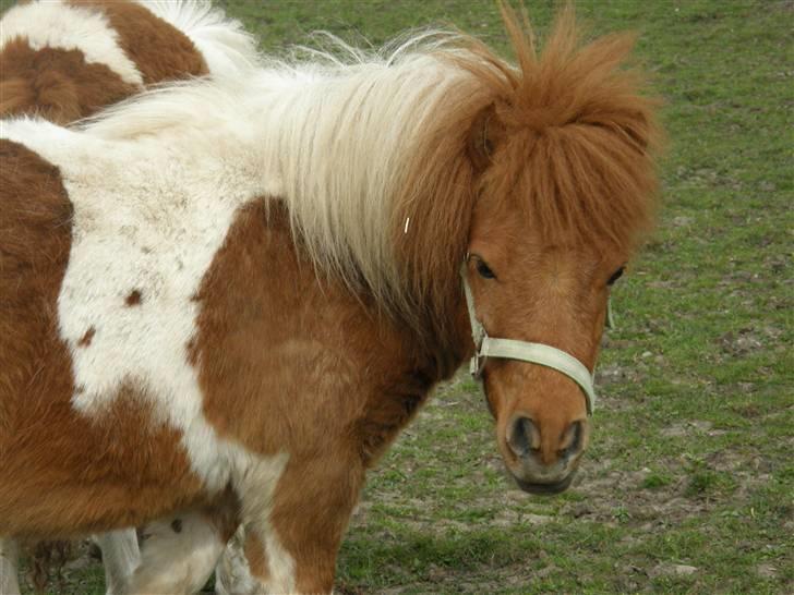 Shetlænder Hannibal - Hannibal <3 billede 14