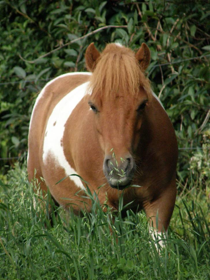 Shetlænder Hannibal - Tyk lille sommerpony :D | Sommeren 2009 billede 15