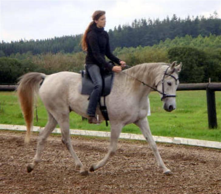 Arabisk fuldblod (OX) Azeem - aka-træning 08 - super dejlig bæring her :) billede 15