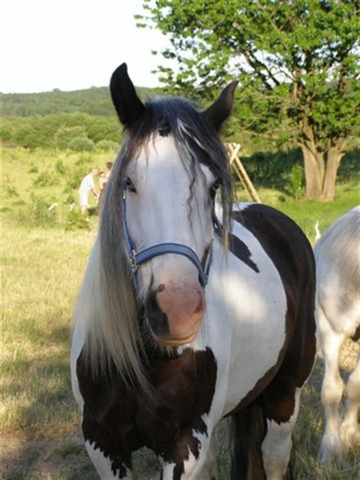 Irish Cob odyszeus (Snøvs) - Solgt - Mors Smukke hyp :-) Nyt billede 1