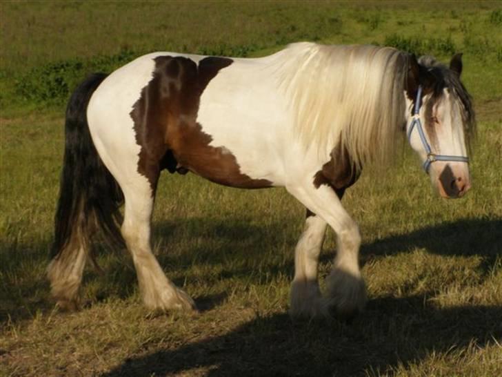 Irish Cob odyszeus (Snøvs) - Solgt - Nyt billede 2