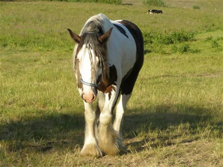 Irish Cob odyszeus (Snøvs) - Solgt - dejlig dejlig dejlig Nyt billede 3