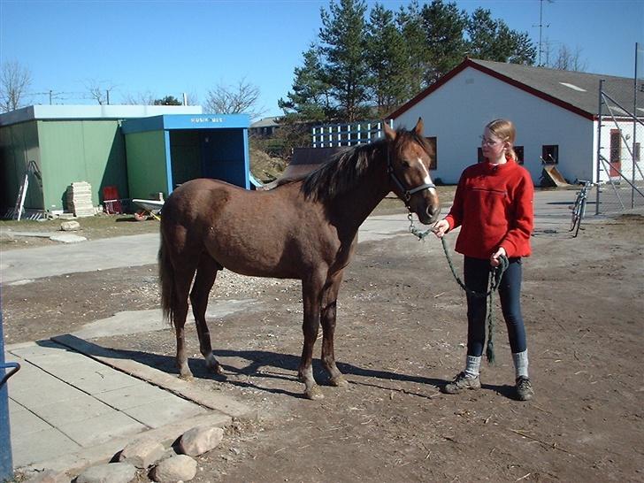Anden særlig race Kilimanjaro - Kili da han var 1 år. billede 2