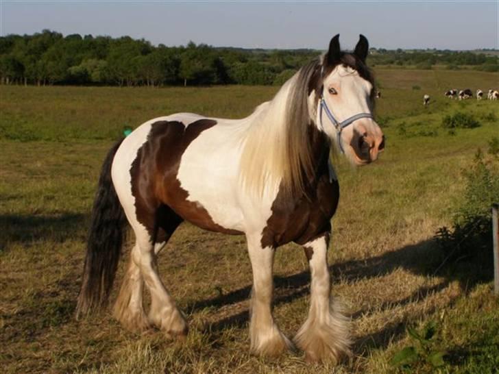 Irish Cob odyszeus (Snøvs) - Solgt - Nyt billede 6