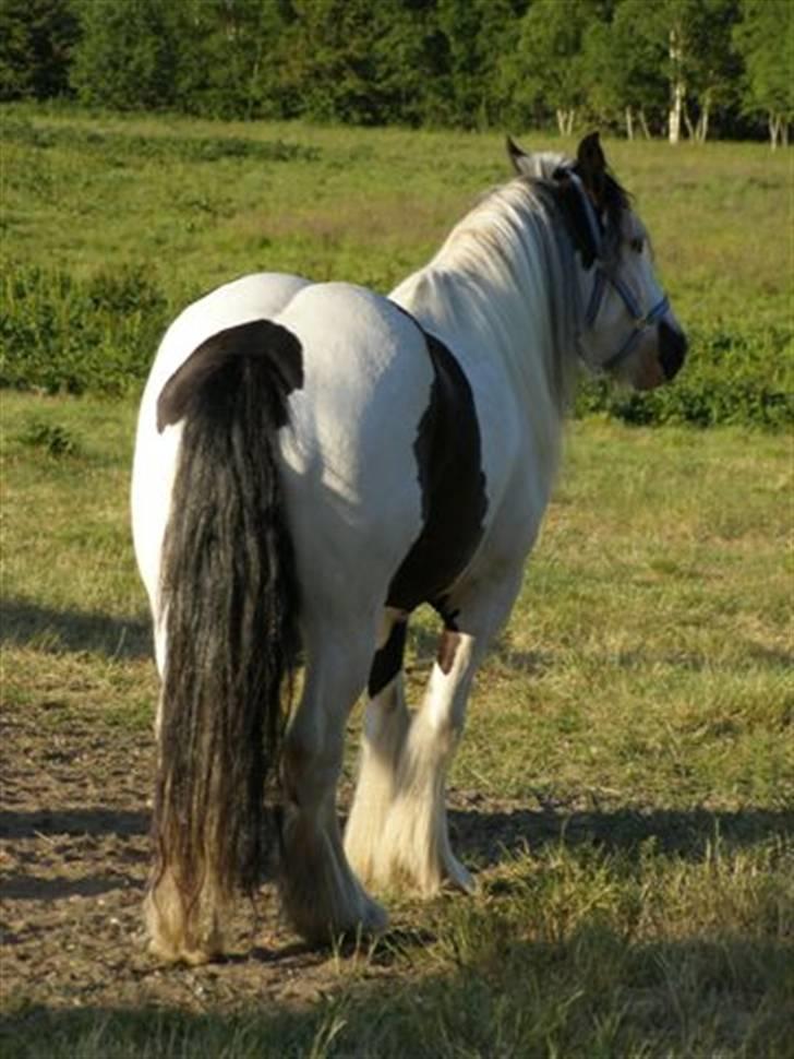 Irish Cob odyszeus (Snøvs) - Solgt - Nix glem det gider ikke..... Nyt billede 7