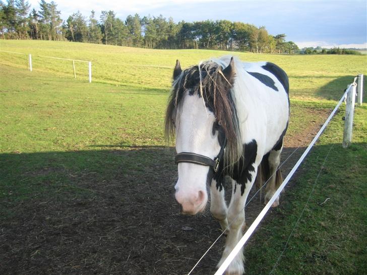 Irish Cob odyszeus (Snøvs) - Solgt billede 9
