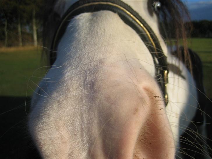 Irish Cob odyszeus (Snøvs) - Solgt billede 10