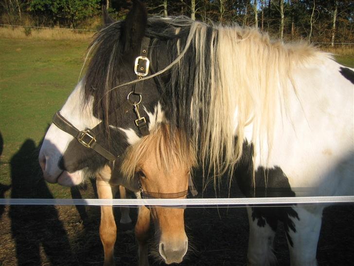 Irish Cob odyszeus (Snøvs) - Solgt - SMUKKE :-) billede 11