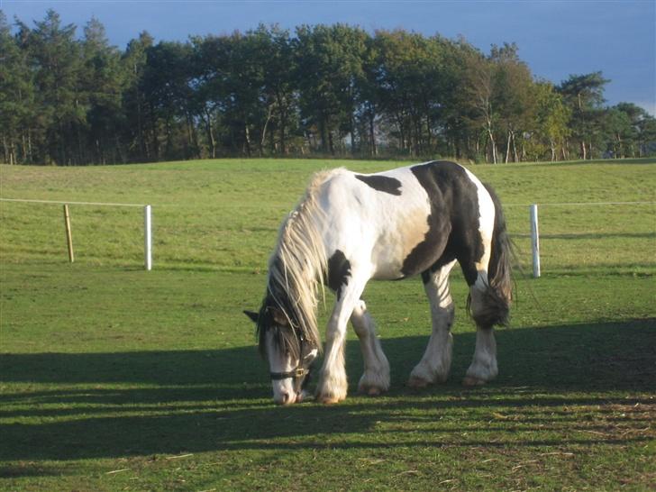 Irish Cob odyszeus (Snøvs) - Solgt billede 12