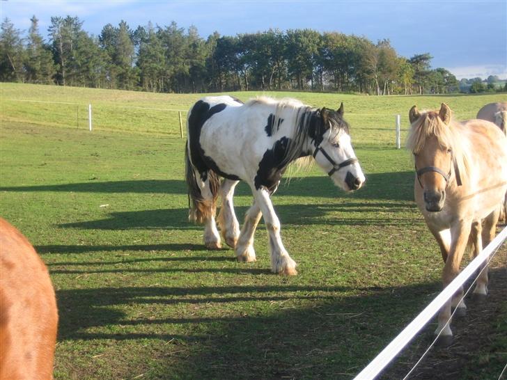 Irish Cob odyszeus (Snøvs) - Solgt billede 13