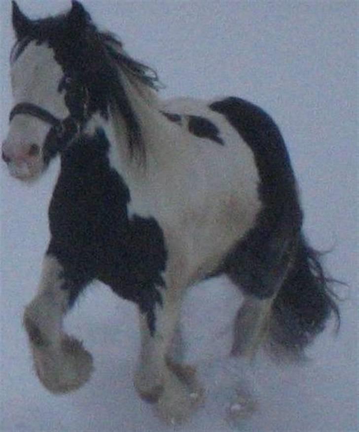Irish Cob odyszeus (Snøvs) - Solgt billede 14