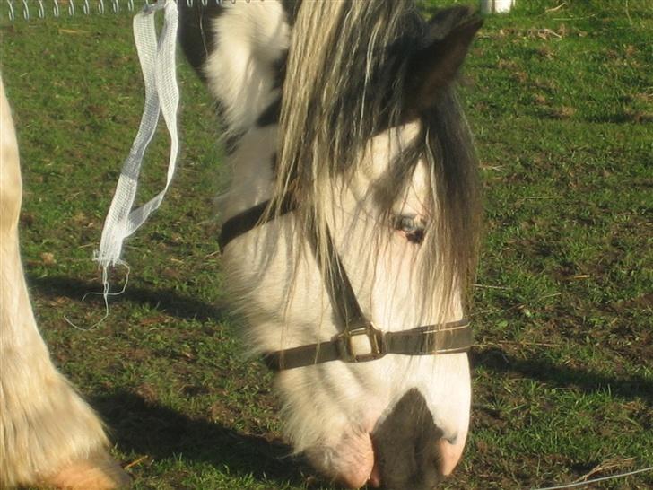 Irish Cob odyszeus (Snøvs) - Solgt billede 15