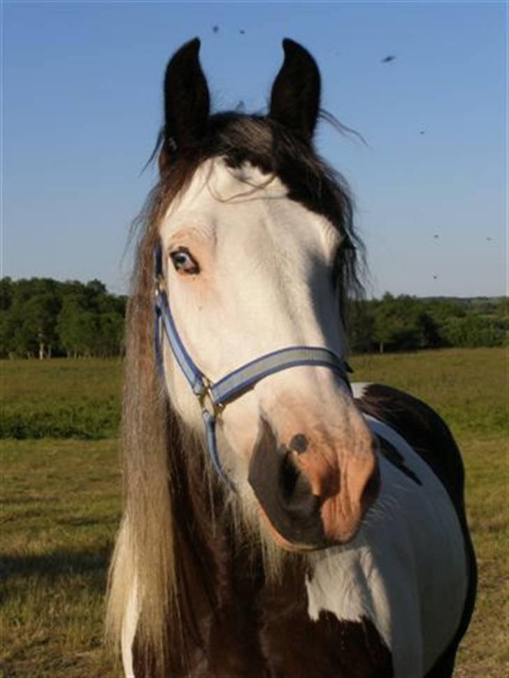 Irish Cob odyszeus (Snøvs) - Solgt - Nyt billede 16