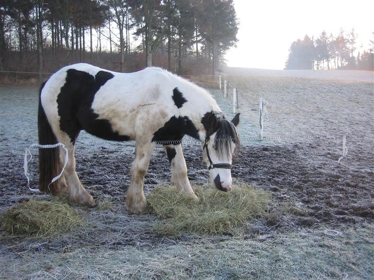 Irish Cob odyszeus (Snøvs) - Solgt billede 17