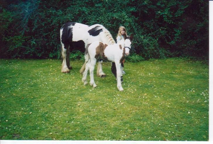 Irish Cob odyszeus (Snøvs) - Solgt - Lille dejlige Baby Snøvs :-) billede 18