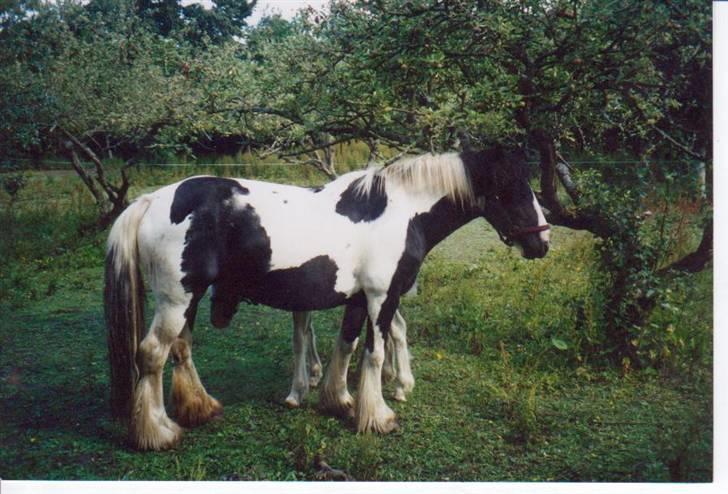 Irish Cob odyszeus (Snøvs) - Solgt - Snøvs´s mor Ofelia ca. 6 år gammel, Snøvs står og gemmer sig bag hende billede 20