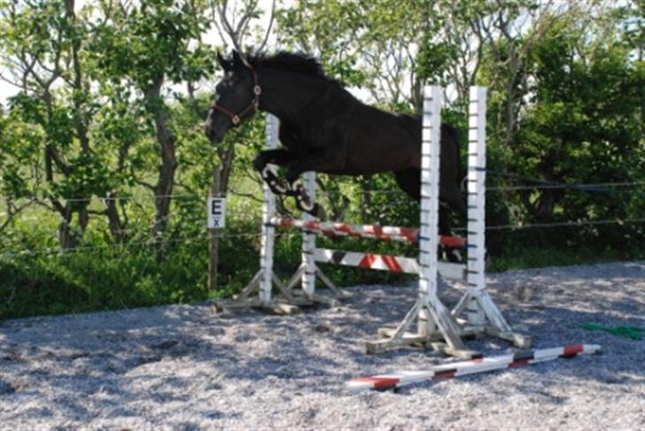 Dansk Varmblod Miss Melanie - Nr. 20 Miss Melanie første gang hun løsspringer. Hun præsterede at springe 90 cm :) billede 20