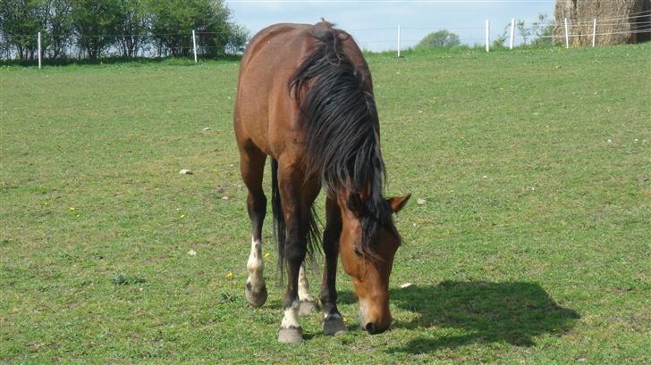 Traver Gacrux Date R.I.P - Gacrux Date / Bette Røv billede 1